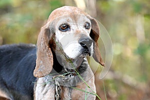 Old senior female Beagle dog blind in one eye. Dog rescue pet adoption photography for waltonpets animal shelter humane society photo