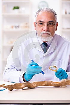 Old senior paleontologist working in the lab