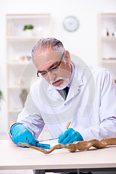 Old senior paleontologist working in the lab