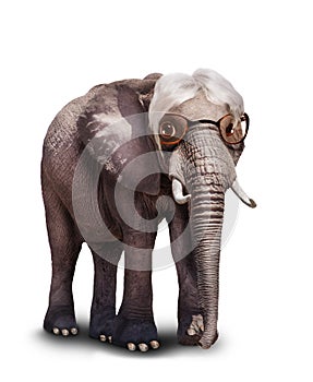 Old senior wise white hair elephant wear glasses