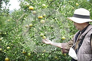 Old senior woman farmer gardener checking orange tangerine fruit harvest quality in garden plantation