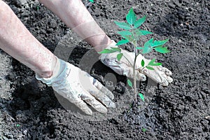 Old senior woman gardening hands closeup in the garden sunny day