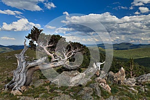 Old Sentinel, Mt Evans Road, Colorado, USA