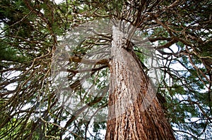 Old sequoia tree