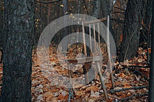 An old shabby chair, standing in the middle of the autumn forest, strewn with dry leaves among the trees. Discarded high, broken