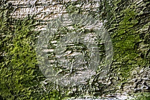 Old shabby gray concrete wall with a deep relief of shades and dark green moss and mold. rough surface texture