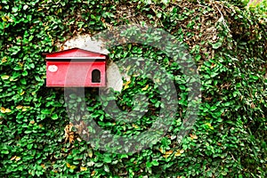 Old shabby red postbox on a wall with green leaves.