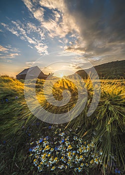Old Shack in the Field