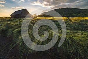 Old Shack in the Field