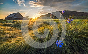 Old Shack in the Field