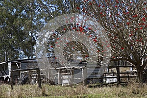 Old shack in a paddock with red flowering tree