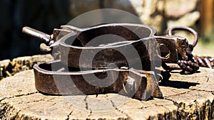 Old shackles on a stump. Old shackles attached to the chain to the log. Photos of old shackles attached to the chain to the log