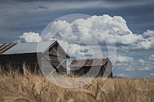 Old  Abandoned Farm Shacks in a Wheat Field
