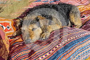 Old shaggy dog sleeping on colorful couch