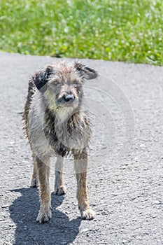 Old shaggy pooch