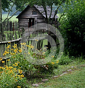 Old shed and black eye susans