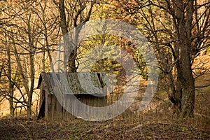 Old shed in the forest