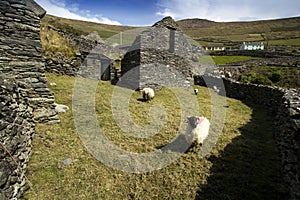 Old Sheep pasture, Ireland