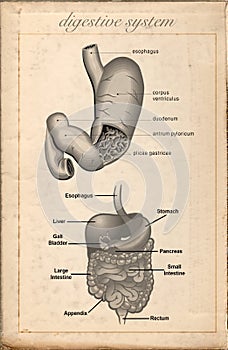 Old sheet vintage of the digestive system