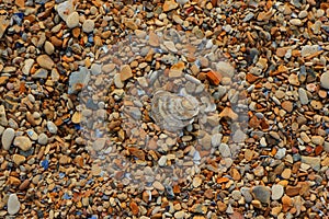 An old shell laying on a pebbled beach