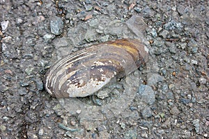 An old shell of Unio pictorum lies on a background of asphalt close-up.