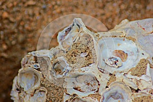 Old shells
