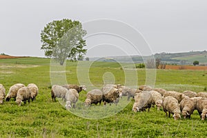 Old shepherd grazing his sheep in Turkey
