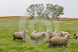 Old shepherd grazing his sheep in Turkey