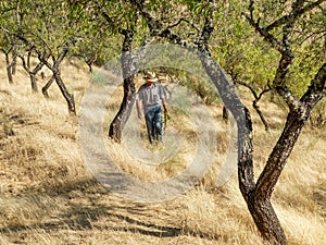 Old shepherd walking with sheep