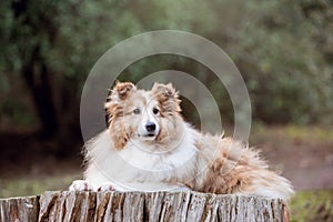 Old Shetland sheep dog lying on a tree stump in a forest.