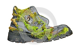 Old shoe overgrown with moss