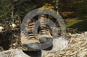 Old shoes on a cut tree