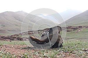 Old shoes in the High Atlas Mountains