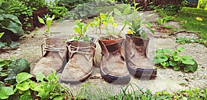 Old shoes plant decoration reuse old stuff creative concept photo