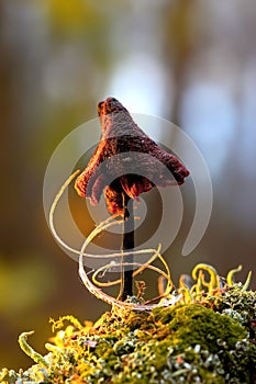 An old shriveled mushroom covered with frost in the cold.