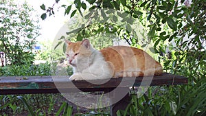 An old sick cat lies in the nature and opens his mouth. The stray cat on the street. Protection of animals