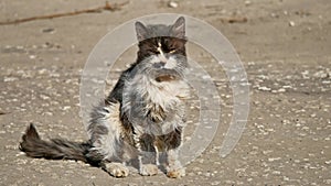 Old sick homeless cat shaggy outdoor pet