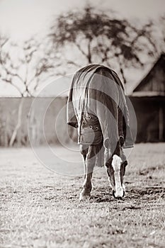 Old sick horse with caparison in the farm yard in spring