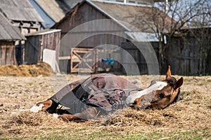 Old sick horse with caparison lying on the hay