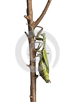 Old and Sick praying mantis, Hierodula majuscula, climbing