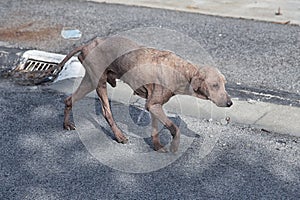 Old and sickly stray dog on the street