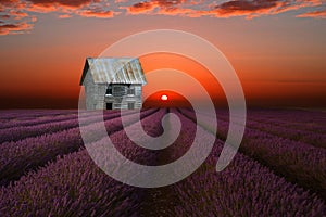 Old silver barn and the lavender field