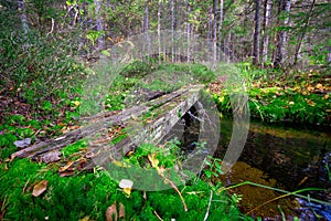 Old simple wooden bridge going over a creek in a forest