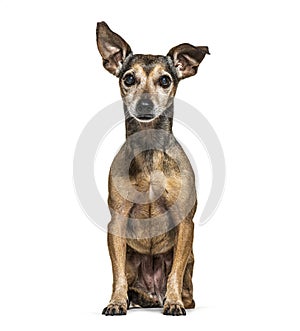 Old Sitting Miniature Pinscher graying, isolated