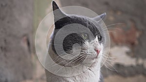 Old skinned street cat looks around, close-up portrait