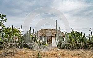 An old Slave hut - cactus fence Curacao Views