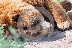 Old Sleeping Brown Bear