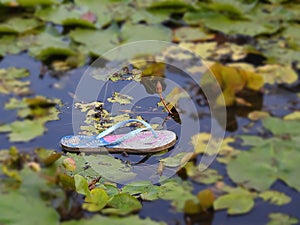 Old slipper floating in waterlily pond.  Household waste caused pollution
