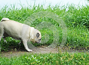 Old small white fat lovely happy cute pug dog playing relaxing on green grass garden floor outdoor