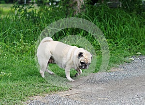 Old small white fat lovely happy cute pug dog playing relaxing on green grass garden floor outdoor